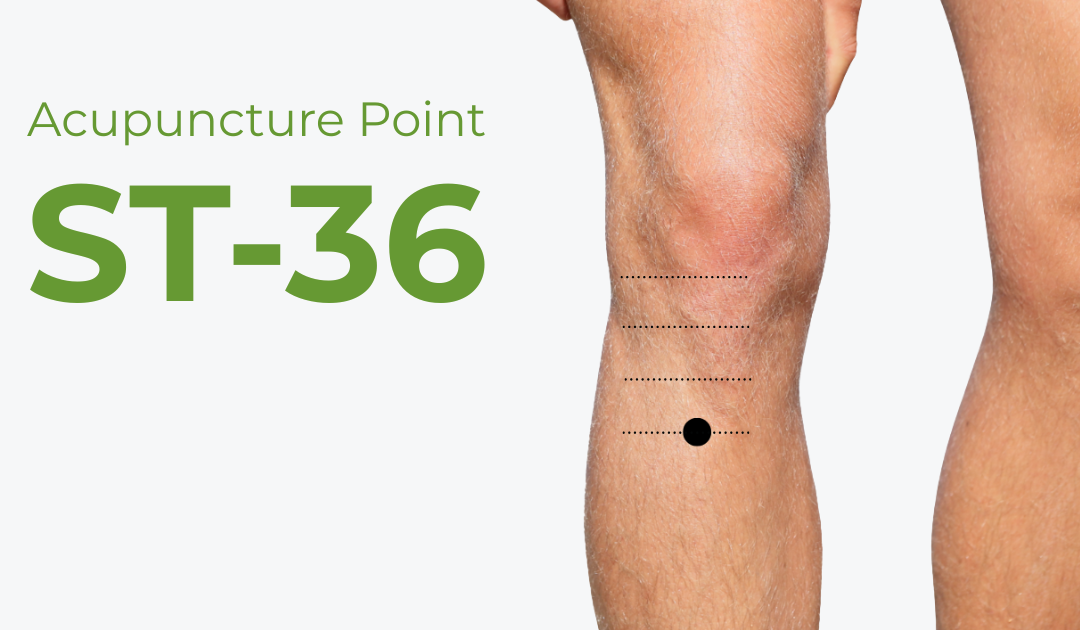 ST36 (Zu San Li): The Complete Clinical Guide