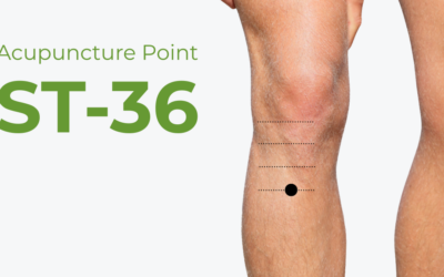 ST36 (Zu San Li): The Complete Clinical Guide