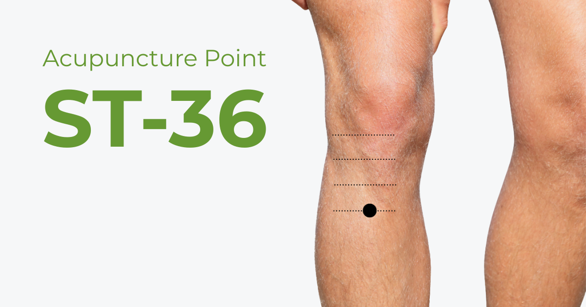 ST36 acupuncture point