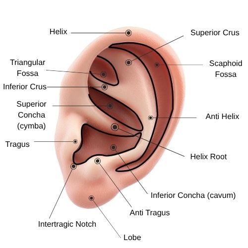 Ear acupuncture anatomy