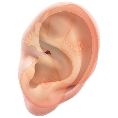 inverted fetus ear